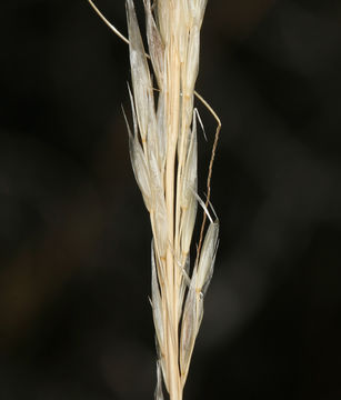 Image of Mormon needlegrass