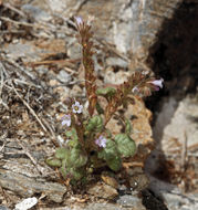 Image de Phacelia mustelina Coville