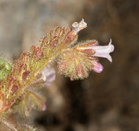 Image de Phacelia mustelina Coville