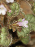 Image de Phacelia mustelina Coville