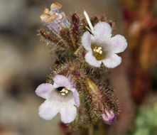 Image de Phacelia mustelina Coville