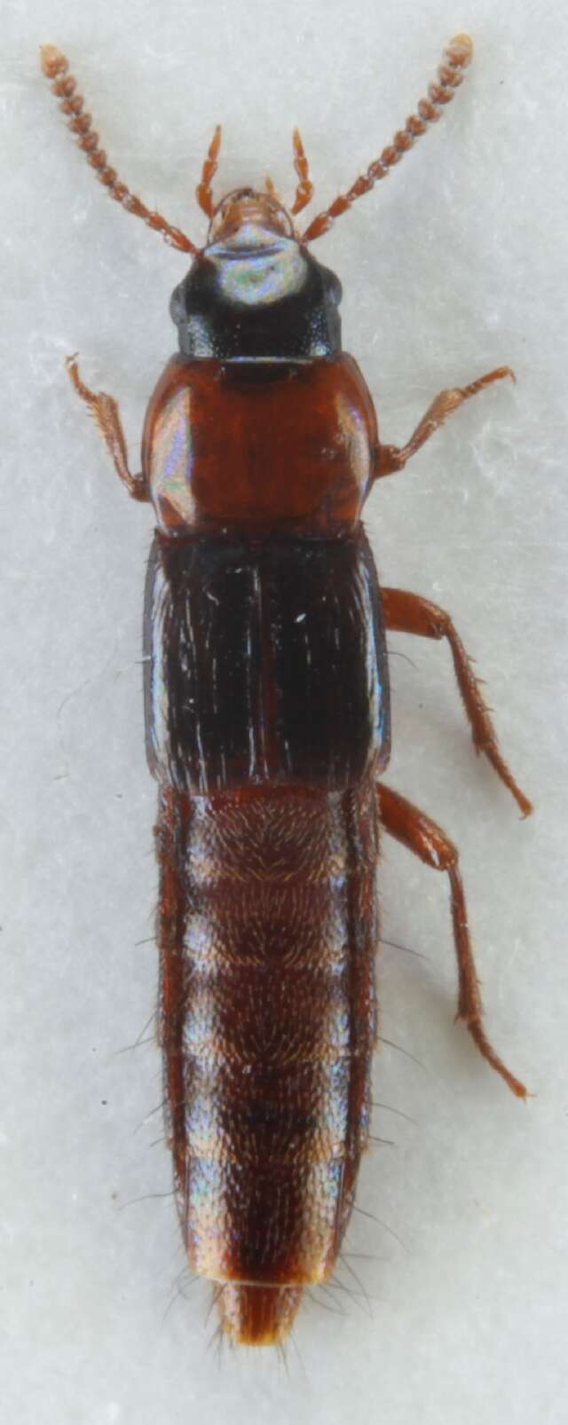 Image of Olisthaerus