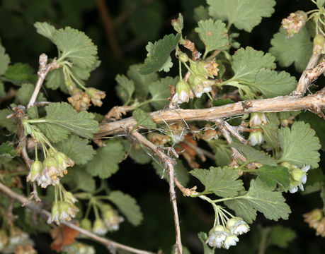 Plancia ëd Physocarpus alternans (M. E. Jones) J. T. Howell