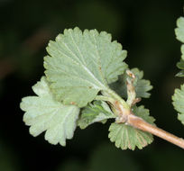 Plancia ëd Physocarpus alternans (M. E. Jones) J. T. Howell