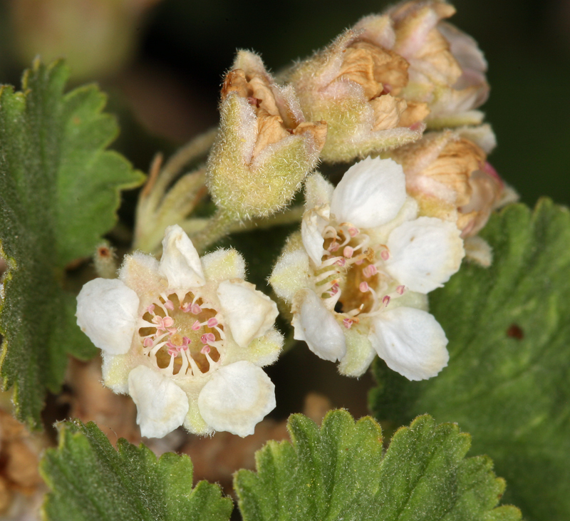 Plancia ëd Physocarpus alternans (M. E. Jones) J. T. Howell