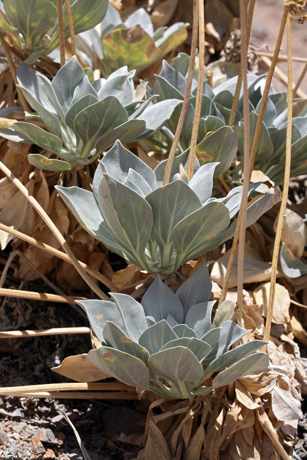 Image of Panamint daisy