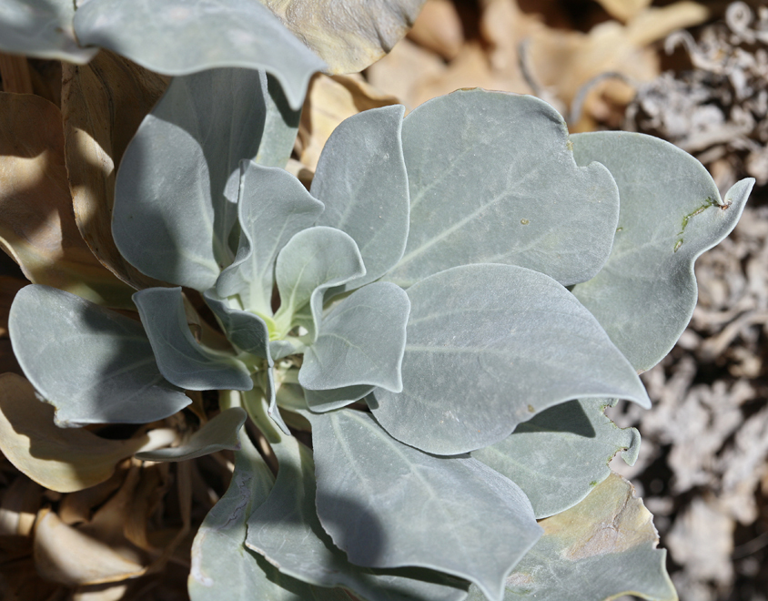 Image of Panamint daisy