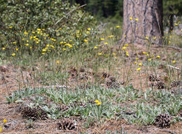 Слика од <i>Hieracium scouleri</i>