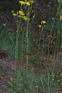 Слика од <i>Hieracium scouleri</i>