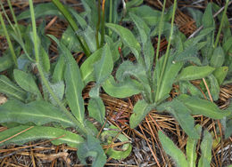Слика од <i>Hieracium scouleri</i>
