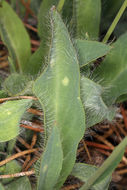 Слика од <i>Hieracium scouleri</i>
