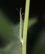 Слика од <i>Hieracium scouleri</i>