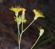 Слика од <i>Hieracium scouleri</i>