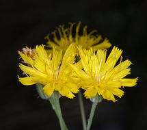 Слика од <i>Hieracium scouleri</i>