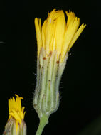 Слика од <i>Hieracium scouleri</i>