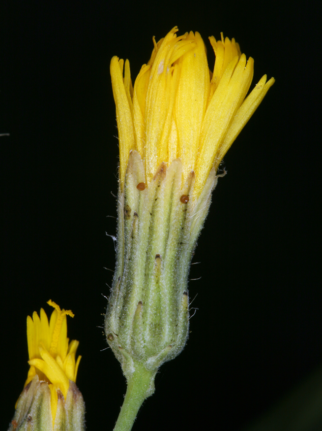 Слика од <i>Hieracium scouleri</i>