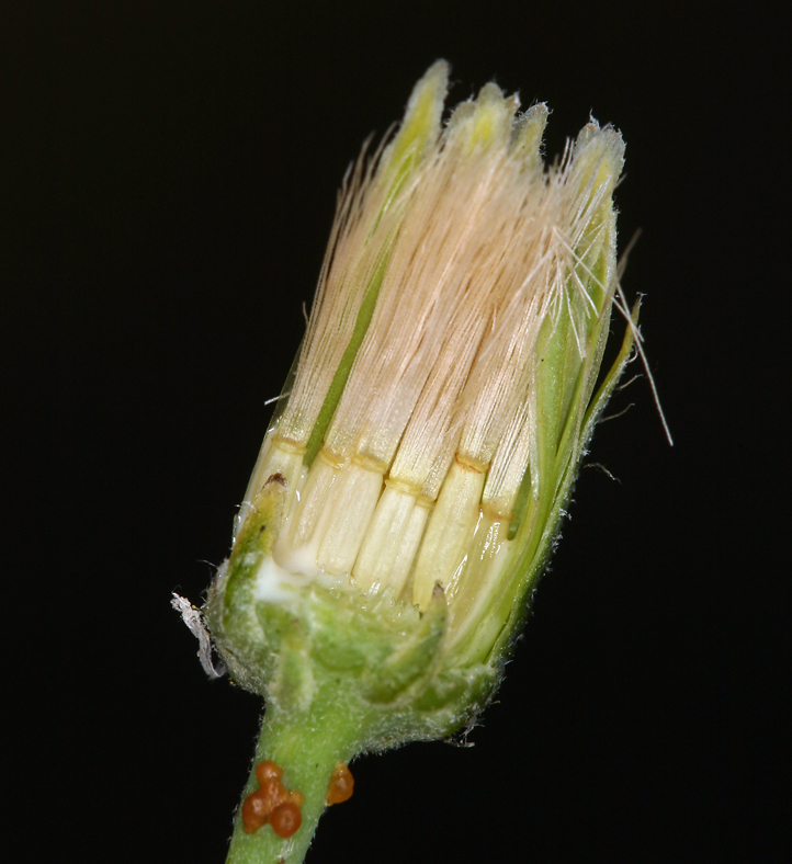 Слика од <i>Hieracium scouleri</i>
