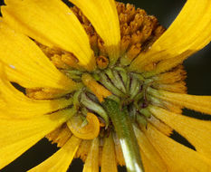 Image of Bigelow's sneezeweed