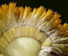 Image of Bigelow's sneezeweed