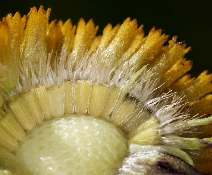 Image of Bigelow's sneezeweed