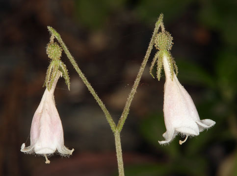 Image of Twinflower