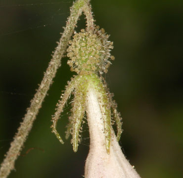 Image of Twinflower