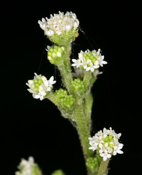 Image of American trailplant