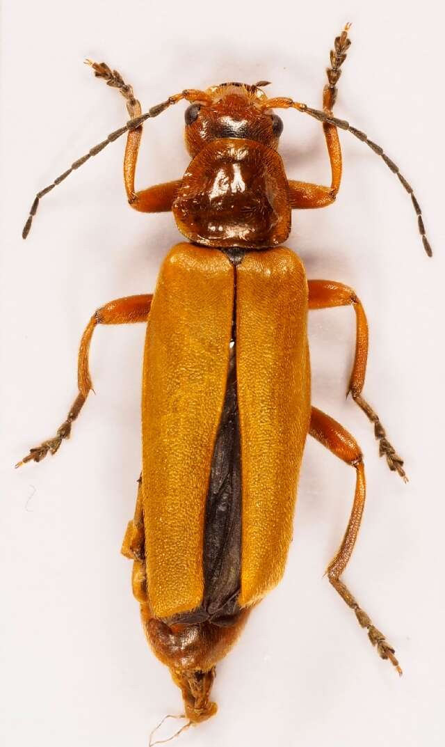 Image of Cantharis