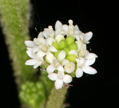 Image of American trailplant