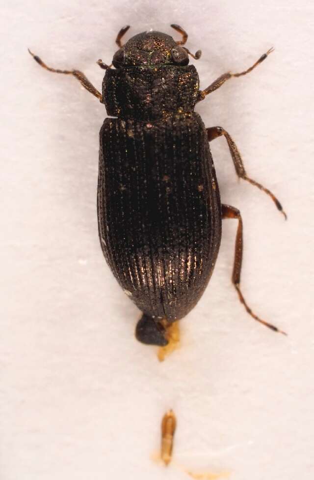 Image of Helophoridae