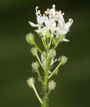 Image of small enchanter's nightshade