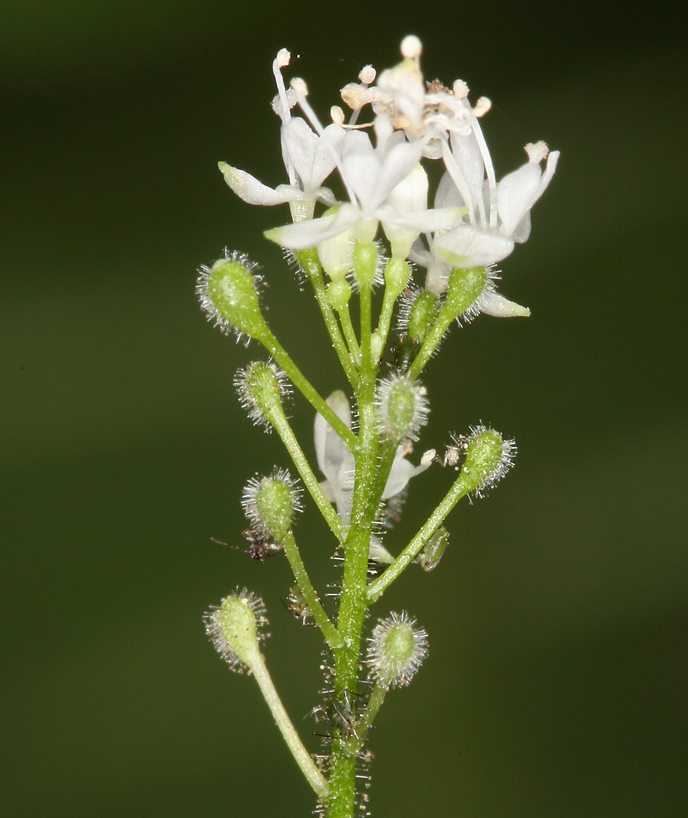 Imagem de Circaea alpina subsp. pacifica (Aschers. & Magnus) A. Löve & D. Löve