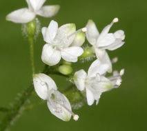 Imagem de Circaea alpina subsp. pacifica (Aschers. & Magnus) A. Löve & D. Löve