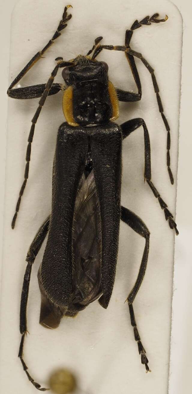 Image of Cantharis