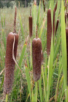 Image of Typha shuttleworthii W. D. J. Koch & Sond.