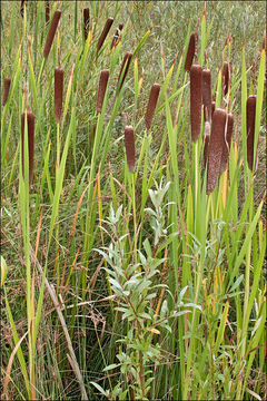 Image of Typha shuttleworthii W. D. J. Koch & Sond.