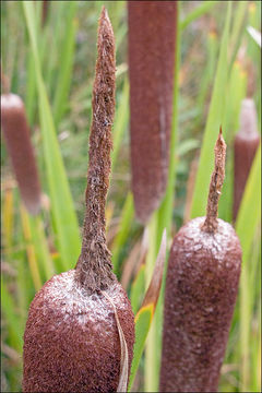 Image of Typha shuttleworthii W. D. J. Koch & Sond.