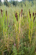 Image of Typha shuttleworthii W. D. J. Koch & Sond.