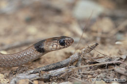 Image of Collared Dwarf Racer