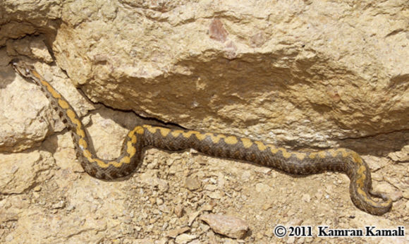 Image of Armenian Viper