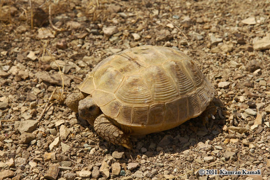 Image of Afghan Tortoise