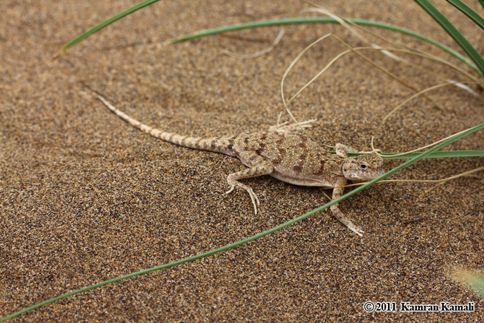 Image of Blacktail Toadhead  Agama