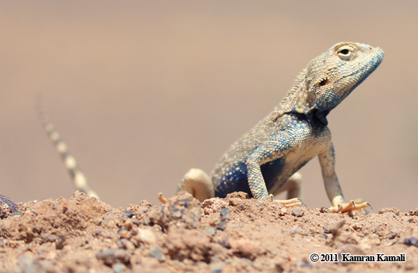 Image of Brilliant ground agama