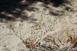 Sivun Chenopodium leptophyllum (Moq.) Nutt. ex S. Wats. kuva