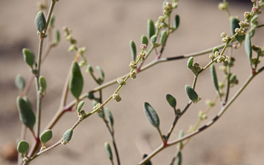 Sivun Chenopodium leptophyllum (Moq.) Nutt. ex S. Wats. kuva