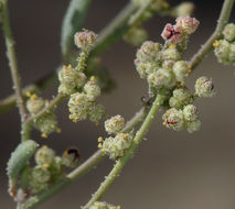 Sivun Chenopodium leptophyllum (Moq.) Nutt. ex S. Wats. kuva