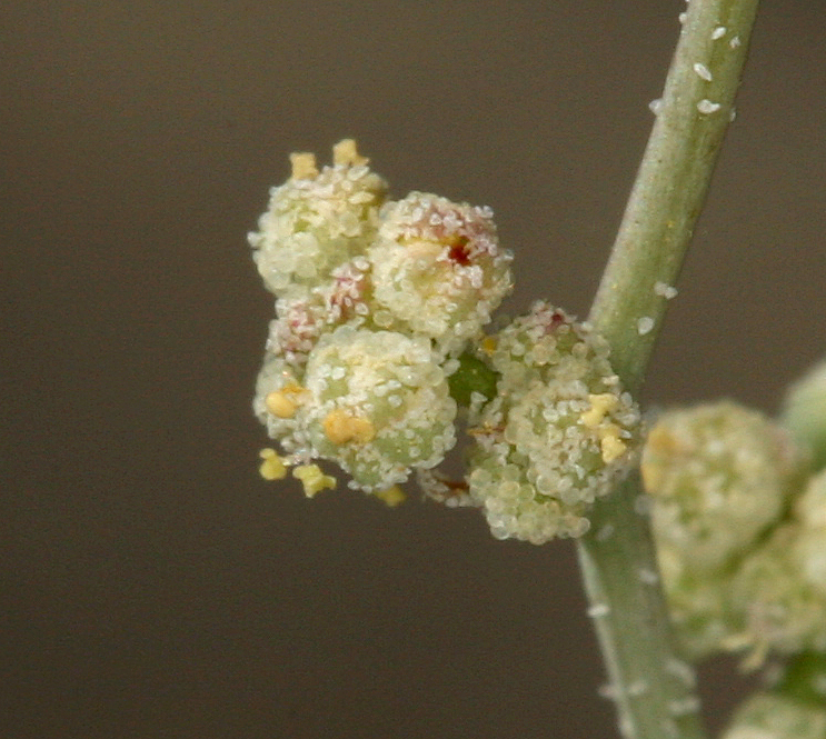 Sivun Chenopodium leptophyllum (Moq.) Nutt. ex S. Wats. kuva