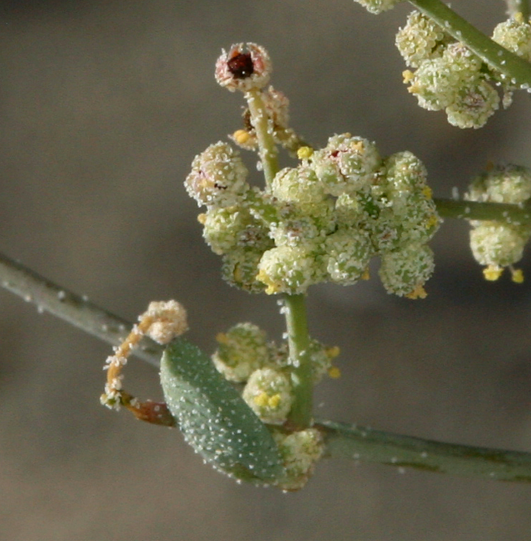 Sivun Chenopodium leptophyllum (Moq.) Nutt. ex S. Wats. kuva