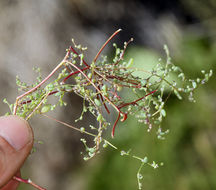 Слика од Micromonolepis pusilla (Torr.) Ulbr.