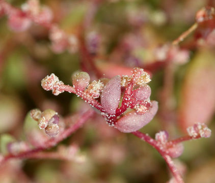 Слика од Micromonolepis pusilla (Torr.) Ulbr.